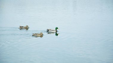 Büyük nehirde vahşi ördekler