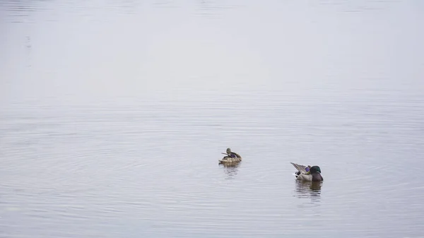 Wildenten Auf Dem Großen Fluss — Stockfoto