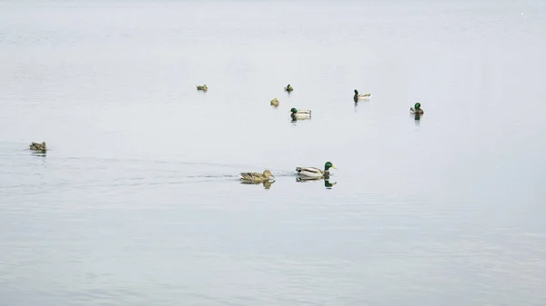 Wildenten Auf Dem Großen Fluss — Stockfoto