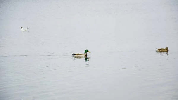 Wildenten Auf Dem Großen Fluss — Stockfoto