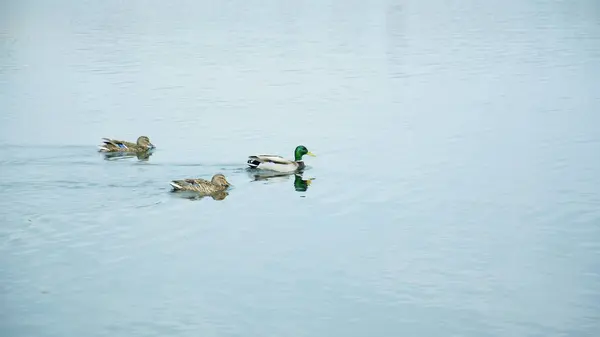 Wildenten Auf Dem Großen Fluss — Stockfoto