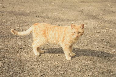 Yürüyüşte sokak kedileri
