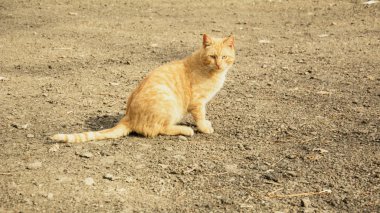 Yürüyüşte sokak kedileri