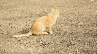 Yürüyüşte sokak kedileri