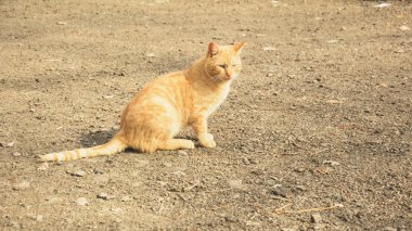 Yürüyüşte sokak kedileri