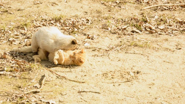 Gatti Strada Una Passeggiata — Foto Stock