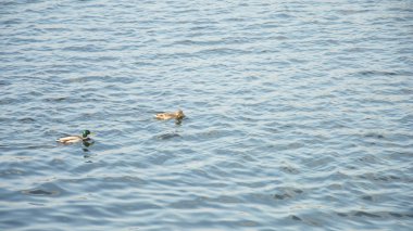 gölet üzerinde yaban ördekleri