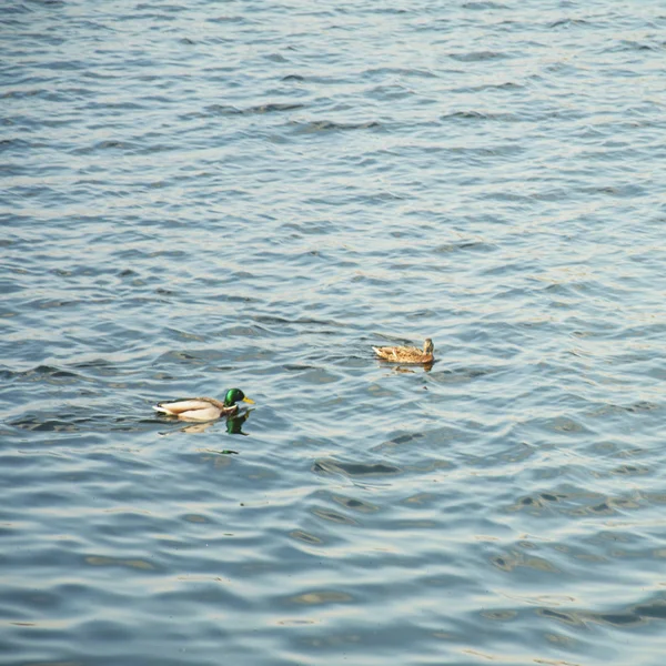 Wildenten Auf Dem Teich — Stockfoto