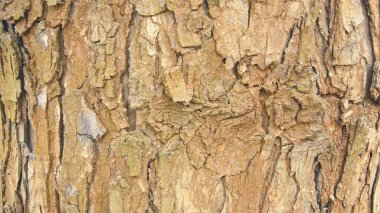 Ahşap güzel arka plan. Yakın plan.