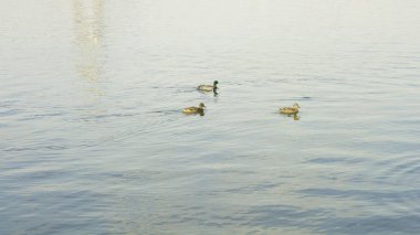 gölet üzerinde yaban ördekleri