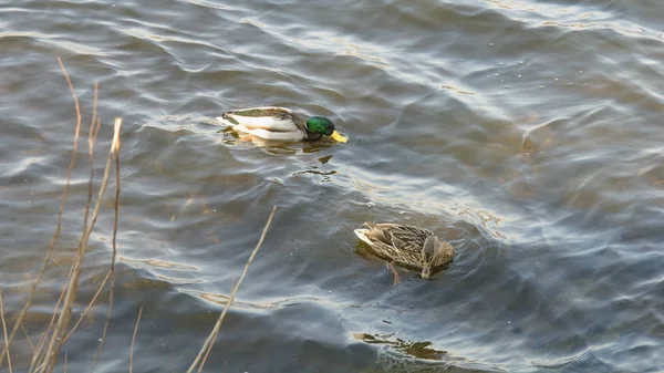 Wildenten Auf Dem Teich — Stockfoto