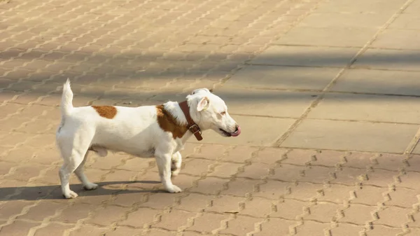 Anjing Domestik Untuk Berjalan Jalan — Stok Foto