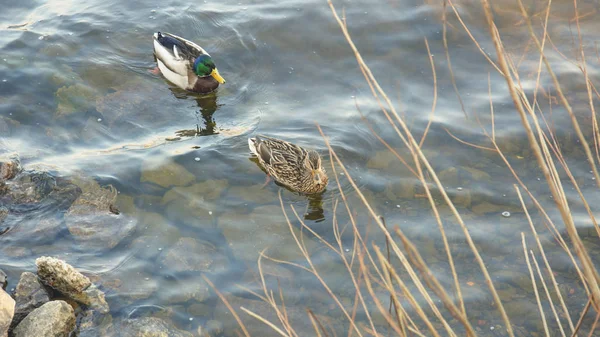 Wildenten Auf Dem Teich — Stockfoto