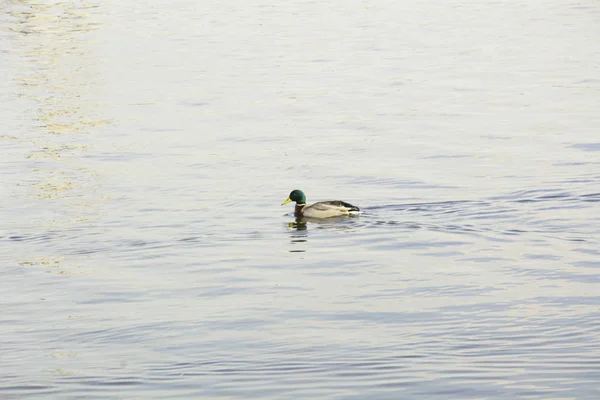 Wildenten Auf Dem Teich — Stockfoto