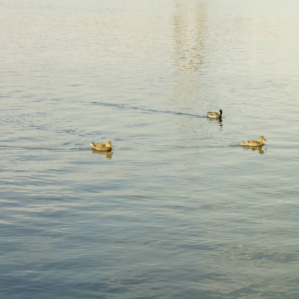 Wildenten Auf Dem Teich — Stockfoto