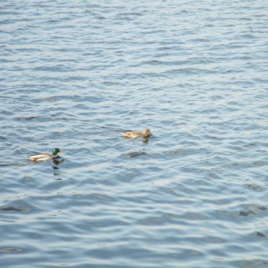 gölet üzerinde yaban ördekleri