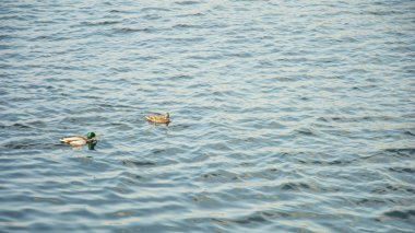 gölet üzerinde yaban ördekleri