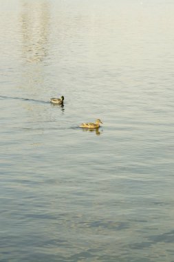 gölet üzerinde yaban ördekleri