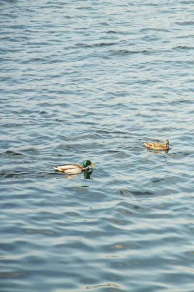 Wild Ducks Pond — Stock Photo, Image