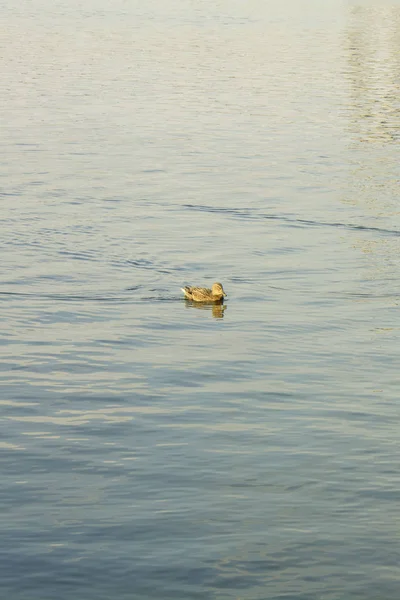 Wildenten Auf Dem Teich — Stockfoto