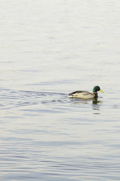 Wildenten Auf Dem Teich — Stockfoto