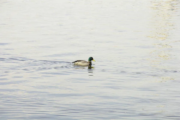 野生のカモが池の上 — ストック写真