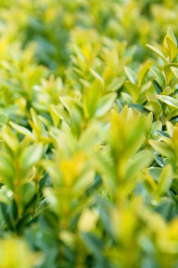 yeşil yaprakları arka planı kapat