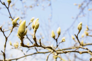 Bahar Bahçesi Çiçeklenme Manolya