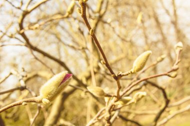 Bahar Bahçesi Çiçeklenme Manolya