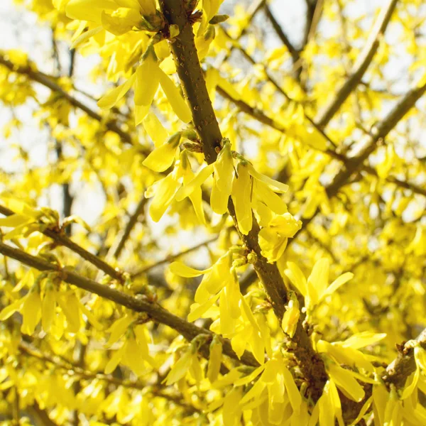 Sarı çiçekli güzel ağaç.