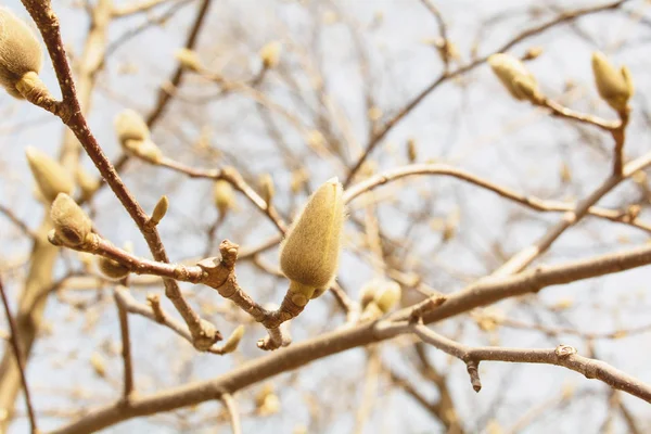 Lente Tuin Bloeiende Magnolia — Stockfoto