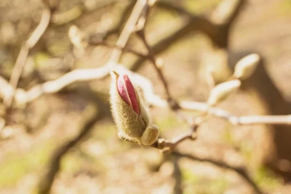 Lente Tuin Bloeiende Magnolia — Stockfoto