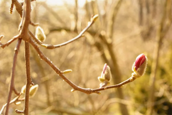 Lente Tuin Bloeiende Magnolia — Stockfoto