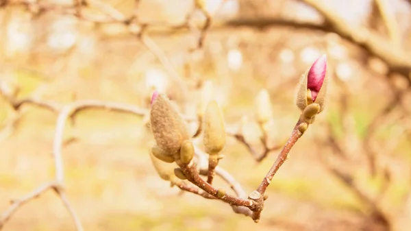 Lente Tuin Bloeiende Magnolia — Stockfoto