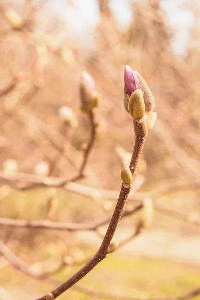 Lente Tuin Bloeiende Magnolia — Stockfoto