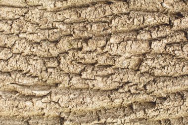 Closeup ağaç kabuğu arka plan