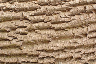 Closeup ağaç kabuğu arka plan