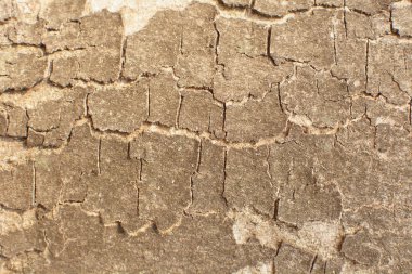 Closeup ağaç kabuğu arka plan