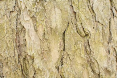 Closeup ağaç kabuğu arka plan