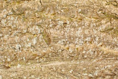 Closeup ağaç kabuğu arka plan