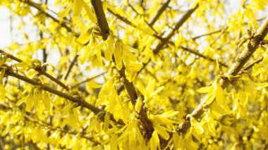 Sarı çiçekli güzel ağaç.