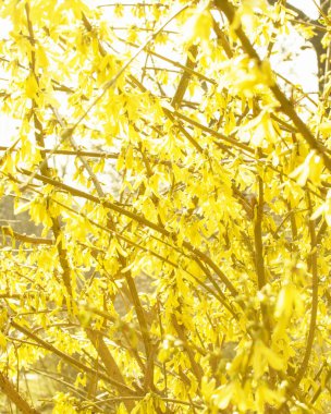 Sarı çiçekli güzel ağaç.