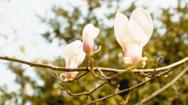 Bahar Bahçesi Çiçeklenme Manolya