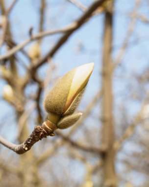 Bahar Bahçesi Çiçeklenme Manolya