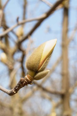 Bahar Bahçesi Çiçeklenme Manolya