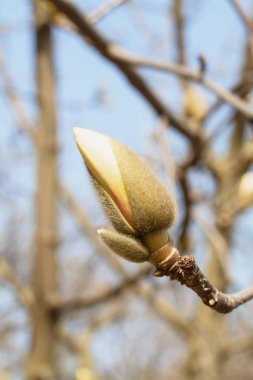 Bahar Bahçesi Çiçeklenme Manolya