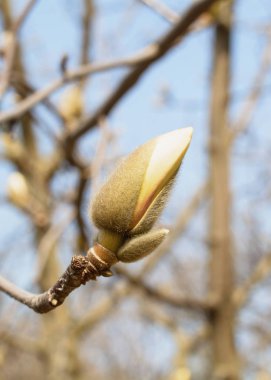 Bahar Bahçesi Çiçeklenme Manolya