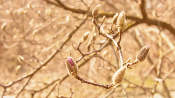 Bahar Bahçesi Çiçeklenme Manolya — Stok fotoğraf