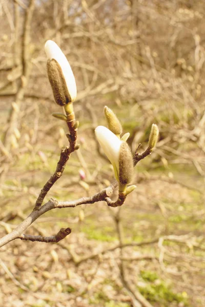 Tavaszi Garden Virágzó Magnolia — Stock Fotó