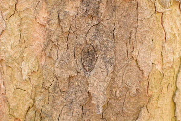 Closeup Árvore Casca Fundo — Fotografia de Stock
